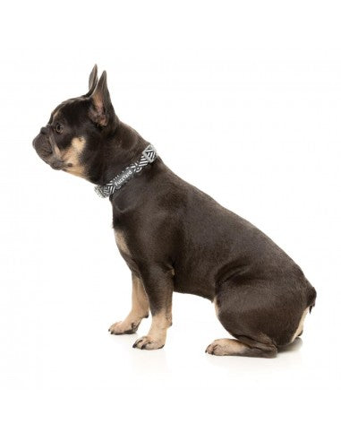 Collare in neoprene per cani FuzzYard Fitzroy (taglia S)