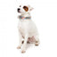 Collare in neoprene per cani FuzzYard Fresh Zest (taglia L)