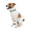 Collare in neoprene per cani FuzzYard Mint Fizz (taglia M)