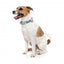 Collare in neoprene per cani FuzzYard Mint Fizz (taglia S)