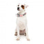 Collare in neoprene per cani FuzzYard Pink Lemonade (taglia L)