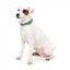 Collare in neoprene per cani FuzzYard Thornbury Aegean Blue (taglia S)