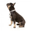 Collare imbottito in neoprene per cani FuzzYard Yazd (taglia M)