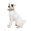 Collare imbottito in neoprene per cani FuzzYard Yazd (taglia S)