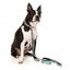Guinzaglio in neoprene per cani FuzzYard Dreamtime Koalas (taglia L)