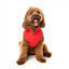 Impermeabile antivento per cani FuzzYard Breaker rosso