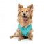 Maglioncino in maglia per cani FuzzYard FuzzBear aqua