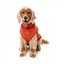 Maglione ricamato per cani FuzzYard Smiley ruggine