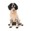 Maglione per cani FuzzYard Turtle Teddy 25 Desert Tan (taglia 1)