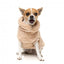 Maglione per cani FuzzYard Turtle Teddy 25 Desert Tan (taglia 1)
