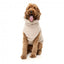 Maglione per cani FuzzYard Turtle Teddy beige