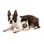 Peluche per cani FuzzYard Barkrista Puppuccino a forma di tazza di caffè