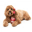 Peluche per cani FuzzYard Barking Beer a forma di bottiglia di birra