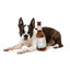 Peluche per cani FuzzYard Drool Light a forma di bottiglia di birra