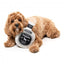 Peluche per cani FuzzYard bottiglia Dogquila con squeaker