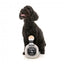 Peluche per cani FuzzYard bottiglia Dogquila con squeaker