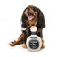Peluche per cani FuzzYard bottiglia Dogquila con squeaker