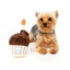 Peluche per cani FuzzYard cupcake di compleanno con squeaker