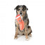 Peluche natalizio per cani FuzzYard Bacon-ing Xmas