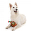 Peluche natalizio per cani FuzzYard Christmas Brandy