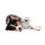 Peluche natalizio per cani FuzzYard Coco Koala, taglia L