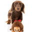 Peluche natalizio per cani FuzzYard Errol Echidna