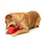 Peluche sonoro per cani FuzzYard Pallone Aussie Football