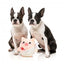 Peluche per cani FuzzYard Love Cu-pig, maialino Cupido