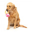 Peluche per cani FuzzYard Love Diamond In The Ruff Ring, anello di diamanti