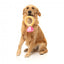 Peluche per cani FuzzYard Love Diamond In The Ruff Ring, anello di diamanti