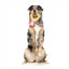 Peluche per cani FuzzYard Love Diamond In The Ruff Ring, anello di diamanti