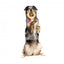 Peluche per cani FuzzYard Love Diamond In The Ruff Ring, anello di diamanti