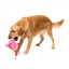 Peluche per cani FuzzYard Love Tail Chaser Perfume, boccetta di profumo