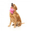 Peluche per cani FuzzYard Love Tail Chaser Perfume, boccetta di profumo