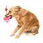 Peluche per cani FuzzYard Love Tail Chaser Perfume, boccetta di profumo