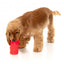 Gioco da leccare congelabile per cani FuzzYard Piña Coolada Freeze