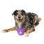 Palla porta snack per cani FuzzYard Truth Tellin' Ball