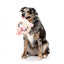 Peluche per cani FuzzYard Noggins Snoop Hogg con squeaker