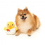 Peluche per cani FuzzYard Cupid Duck papera con squeaker