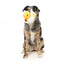 Peluche per cani FuzzYard Cupid Duck papera con squeaker