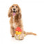 Peluche per cani FuzzYard papera Firequacker con squeaker