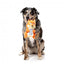 Peluche scoiattolo con suono per cani FuzzYard Karen