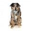 Peluche per cani con suono FuzzYard The Yeetz Run Along Racoon