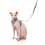 Pettorina per gatti con guinzaglio FuzzYard Meowcarons