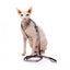 Pettorina per gatti con guinzaglio FuzzYard Meowcarons
