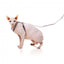 Pettorina per gatti con guinzaglio FuzzYard Meowcarons