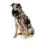 Ciotola pieghevole per cani in silicone FuzzYard FY Active 500 ml
