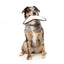 Gioco volante per cani FuzzYard FY Active Flyer pesca