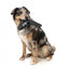 Gioco volante per cani FuzzYard FY Active Flyer nero