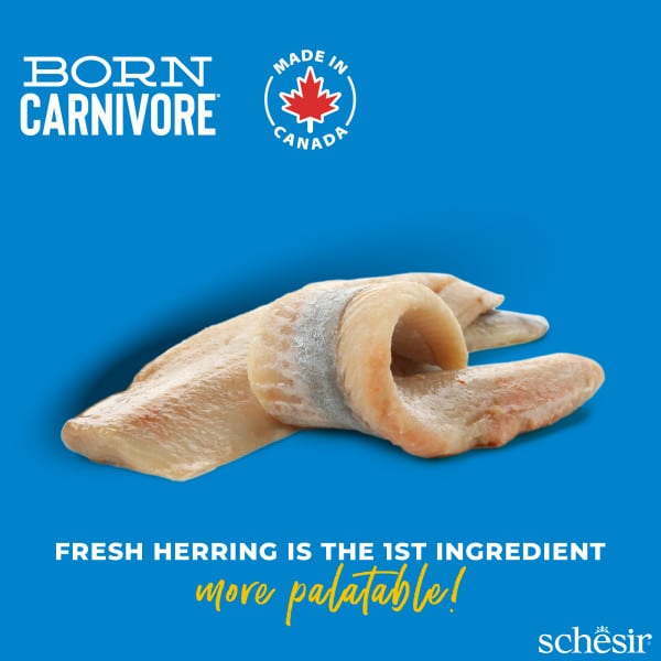 Crocchette per gatti Schesir Born Carnivore aringa e salmone, 1,25 kg – immagine 2